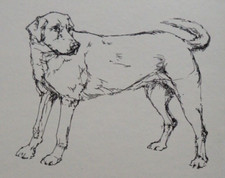 Disegno a inchiostro Labrador