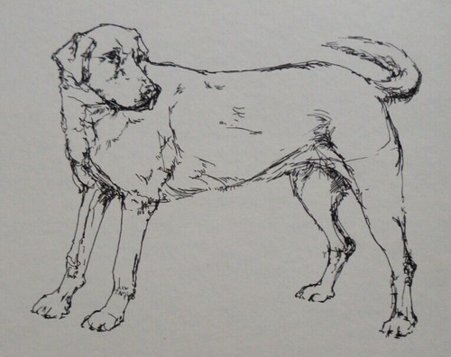 Disegno inchiostro labrador - disegno,