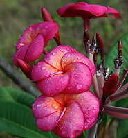 Sang Warn Tabtim - Talea - Ramificata