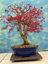 Bonsai di Joe Acer Palmatum "