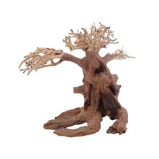 Albero bonsai L n.3309 radice