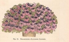 Stampa antica FIORI GERANIO