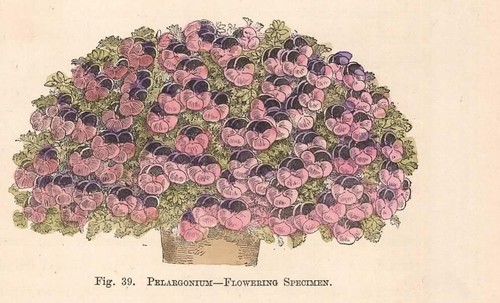 Stampa antica fiori - stampa,