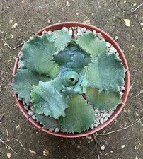 AGAVE ISTHMENSIS 'DWARF