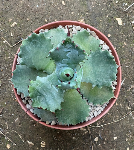 Agave isthmensis dwarf - agave, 'dwarf