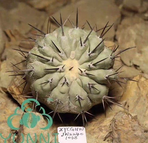 Copiapoa cinerea autoradicata