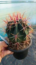 Ferocactus gracilis cactus