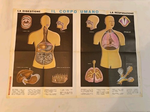 Inserto il corpo - , --il