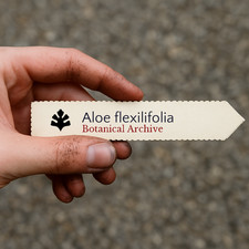 Aloe flexilifolia SEEDS -  -