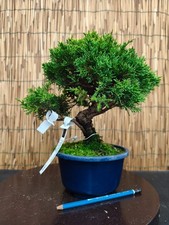Bonsai di Ginepro Itoigawa h