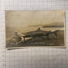 Cartolina Postale Uno Squalo A