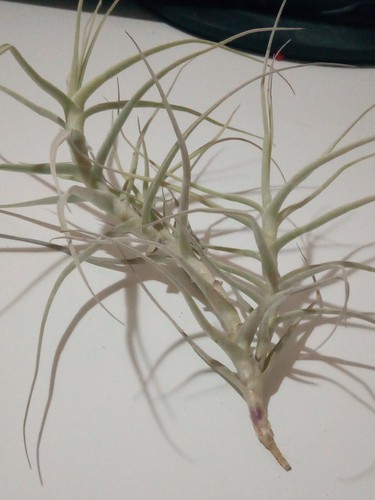 Rara tillandsia paleacea - tillandsia,