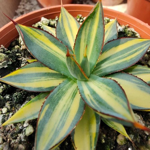 Agave borgogna bruciata - 'borgogna, var