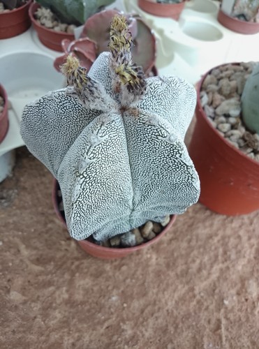 Astrophytum - 🌵,