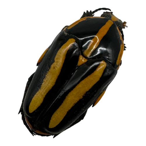Black tiger beetle clerota - black,