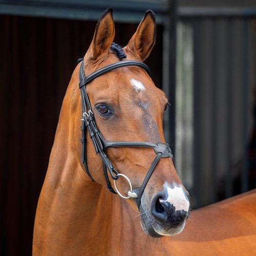 Shires lusso grackle briglia - grackle,
