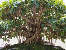 Ficus obliqua bonsai - ficus, obliqua,
