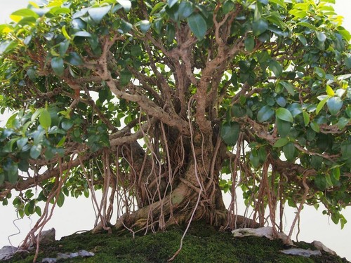 Ficus obliqua - ficus, obliqua,