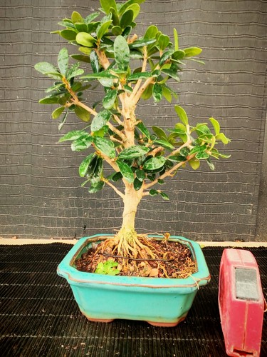 Bonsai olivastro h 25 - olivastro,