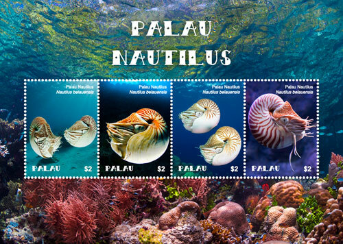 Palau 2018 nautilus shell - shell,