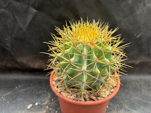 Ferocactus glaucescens cactus - glaucescens,