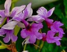 Specie Calanthe 'Lilac