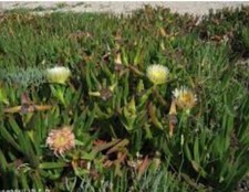 10 Carpobrotus Edulis Recién