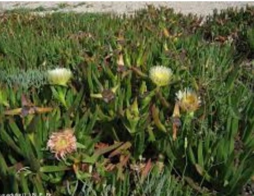 Carpobrotus edulis recién - 10,