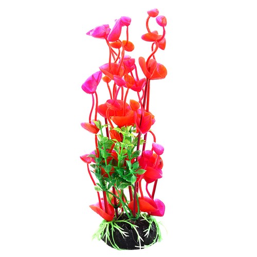 Acquario scaping piante - acquario,