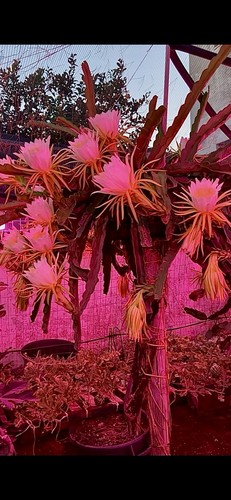 Pitaya frutti del - pitaya,,