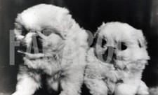 Foto vintage Animali, due