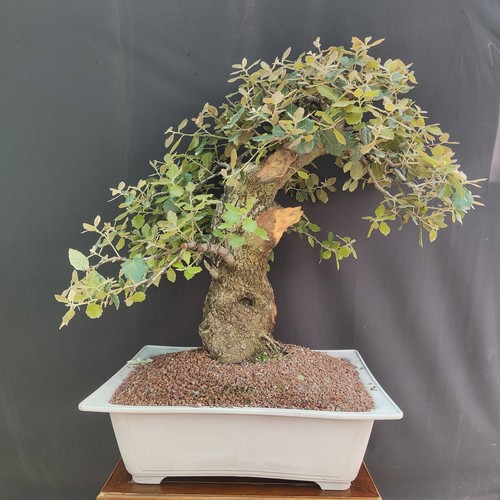 Pre bonsai esemplare leccio - bonsai,