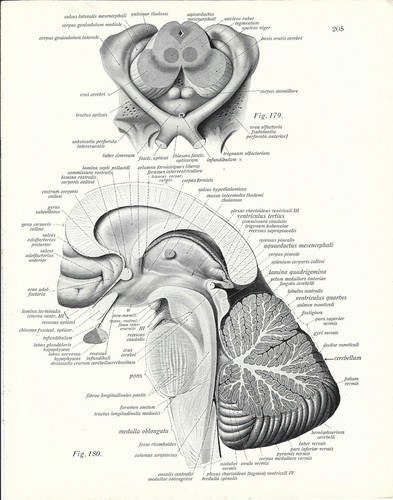 Stampa antica anatomia - stampa,