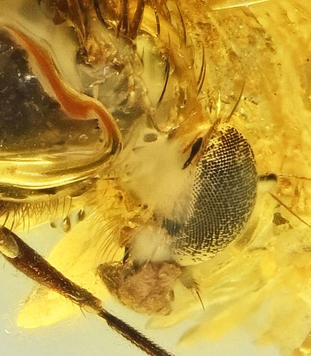 Brachicera super - (mosca),