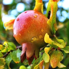 Pianta frutto melograno - pianta, da