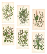 Antique FLOWERS FIELD 6 SHEETS