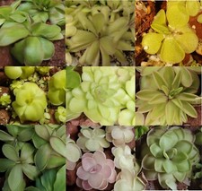 Carnivorous Butterwort plants
