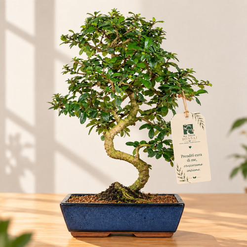 Bonsai carmona pianta del - bonsai,
