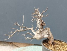 Bonsai Frassino Robusta