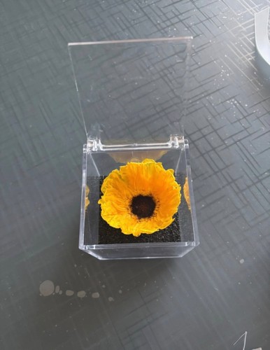 Girasole stabilizzato sempre - girasole,
