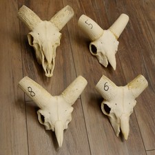 Muflone (Ovis Gmelini Musimon)