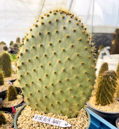 Vendita rara pianta - vendita, cactus