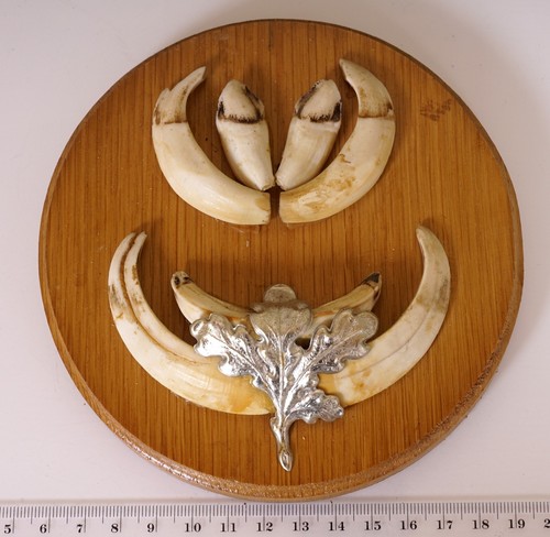 Denti cinghiale tavola - di,