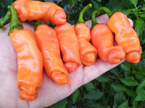 Semi peperoncino peter - 20,