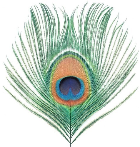 Xtc apple venus - xtc,