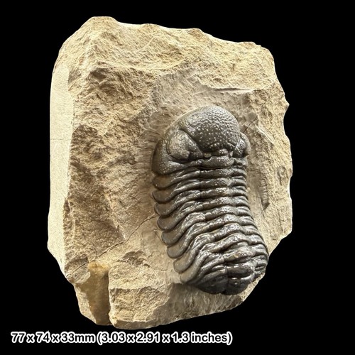 Phacops trilobite fossil - trilobite,