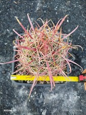 Ferocactus gracilis HARDGROWN
