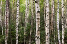 100 semi di palude betulla