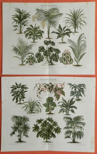 Piante foglia ii - a, i+ii