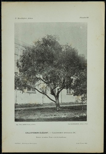 1898 callistemon elegante - elegante,